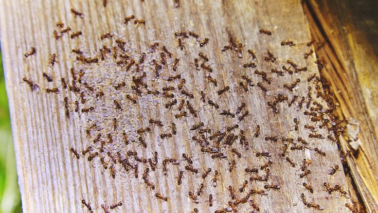Ameisen auf Holz